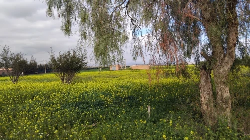 Vente Terrain Agricole Sidi bel abbes Sfissef