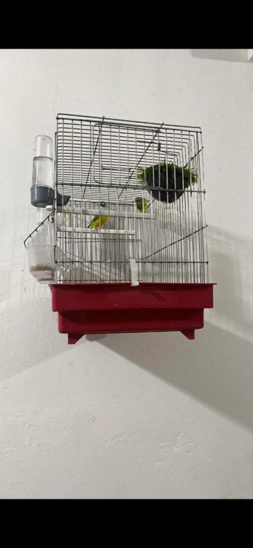 Serin Mozambique