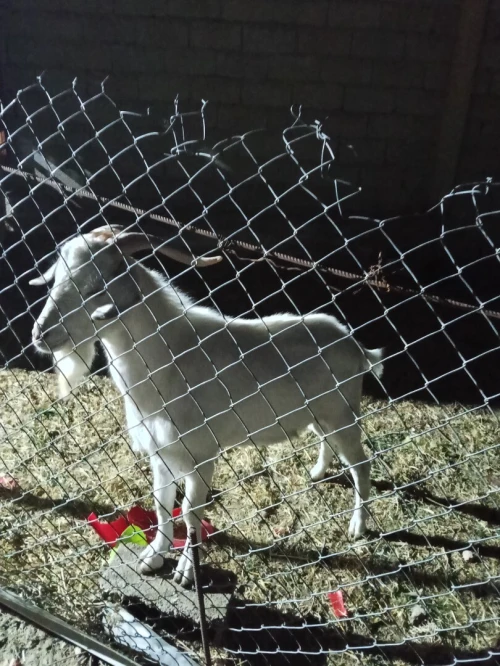 Vente d'un bouc