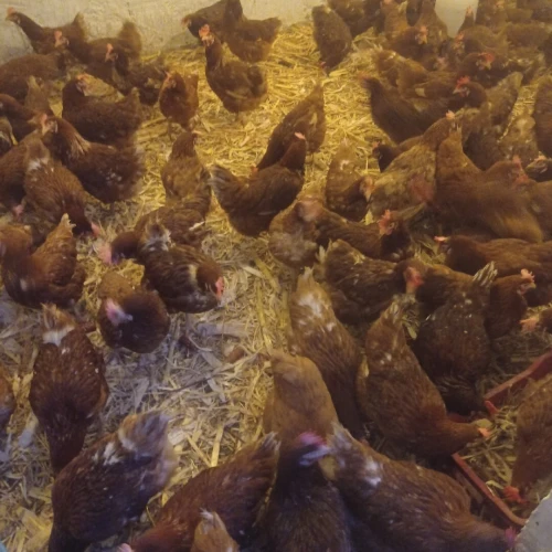 Poules pondeuses