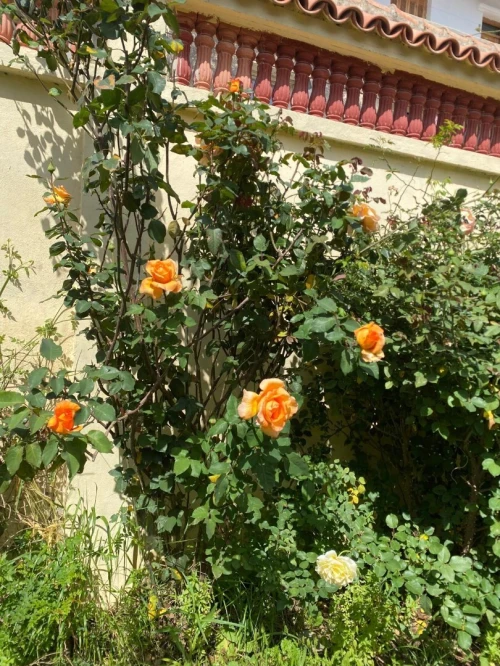 Vente Villa Blida Larbaa