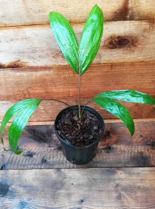 100 graines de palmier dypsis **بذور النخيل الرائعة ** Graines superfresh**