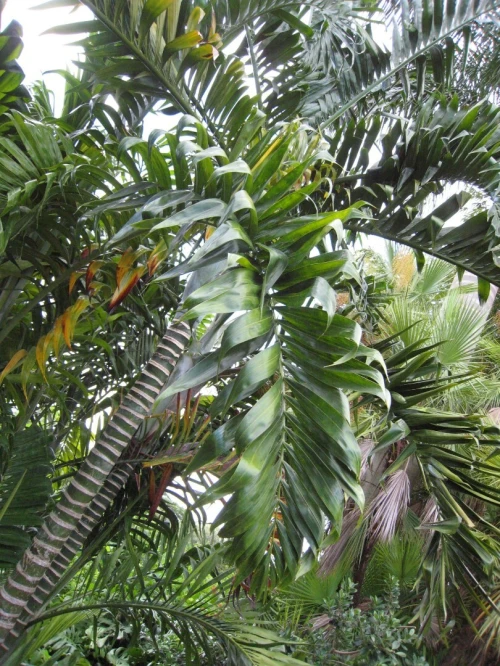 100 graines de palmier dypsis **بذور النخيل الرائعة ** Graines superfresh**