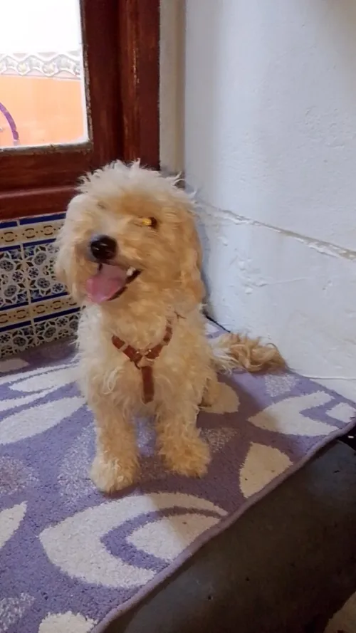 Chienne caniche Pure Race 