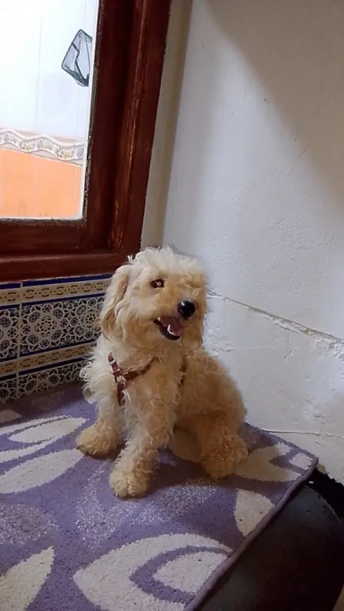 Chienne caniche Pure Race 