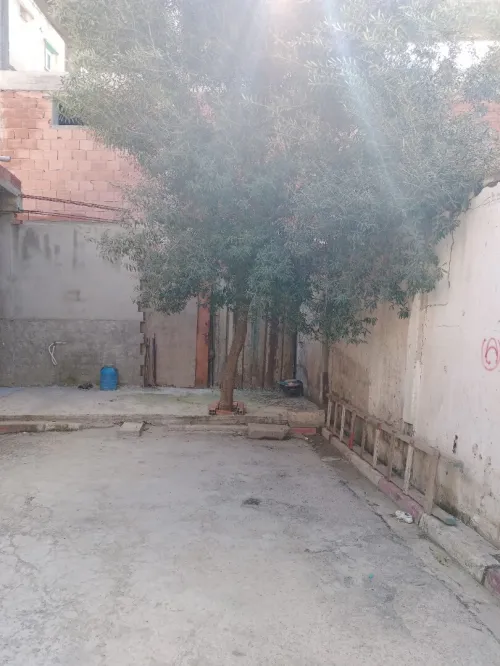 Vente Terrain Alger Les eucalyptus