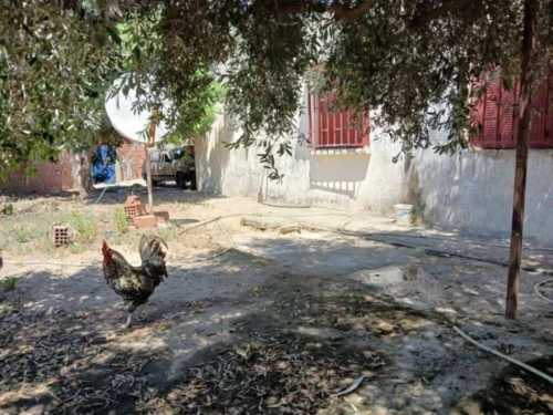 Vente bien immobilier El Tarf Drean