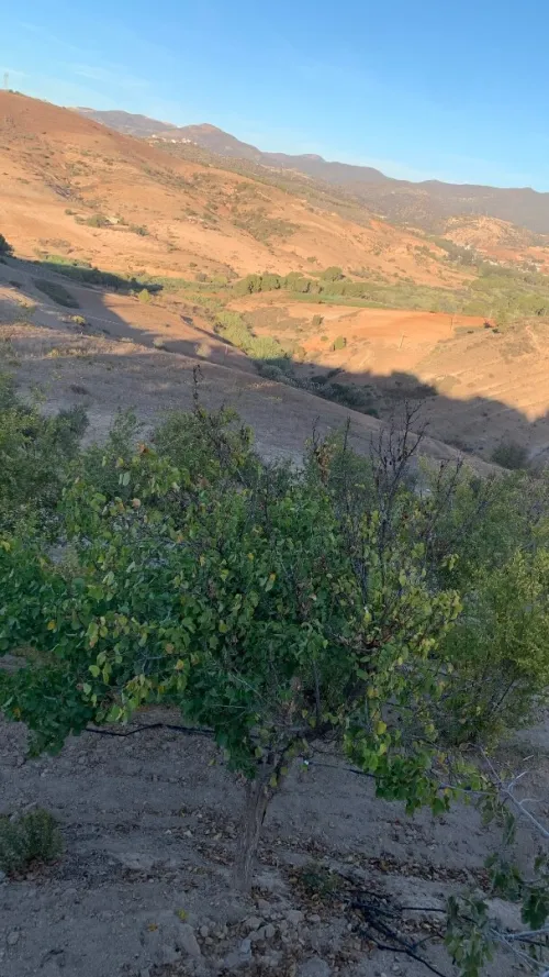 Vente Villa Niveau de villa Tlemcen Nedroma