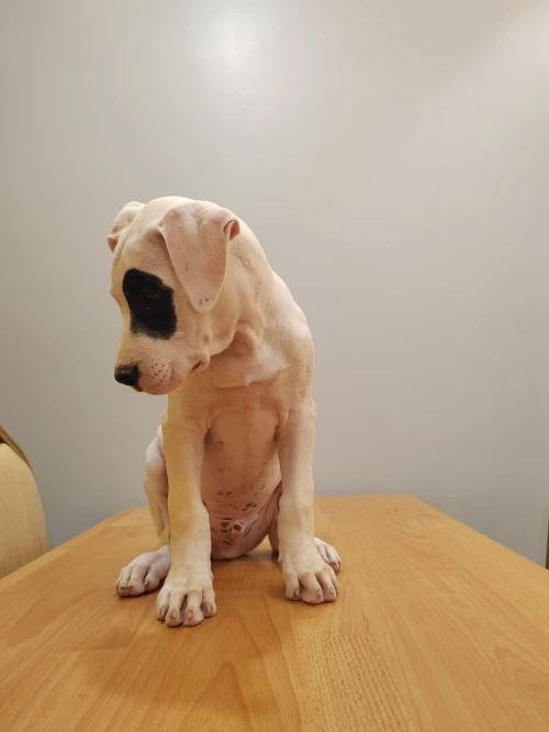 Dogue argentin 