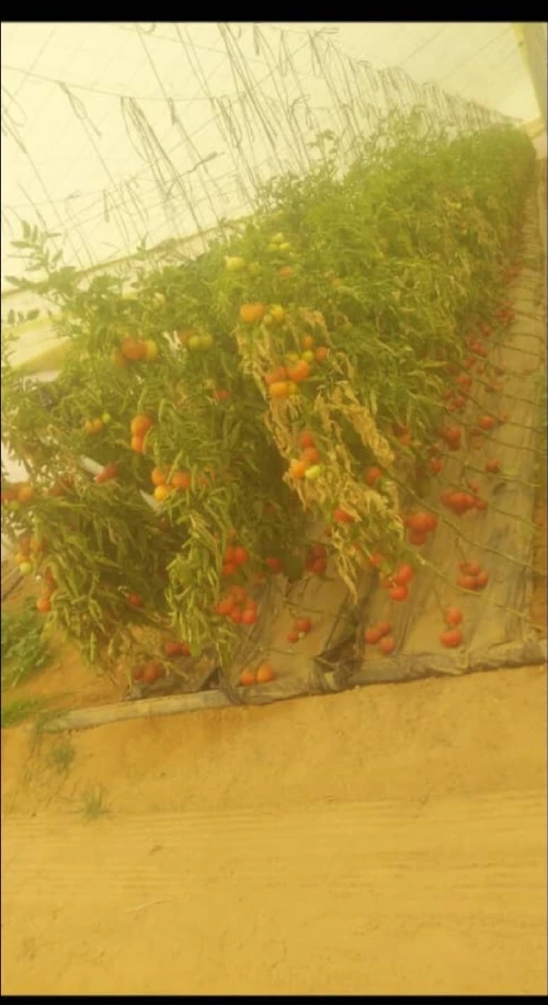 Vente Terrain Agricole Biskra Sidi okba