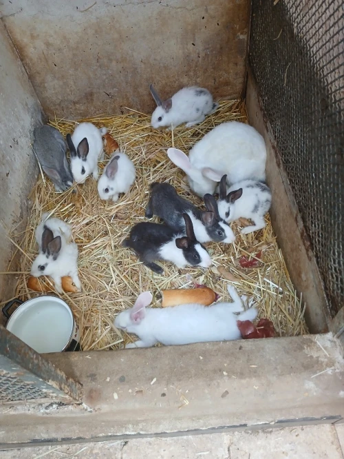 Lapin 