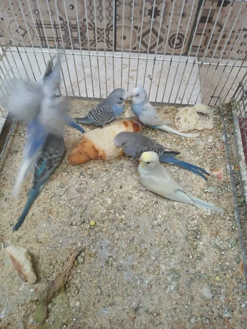 Des oiseaux 