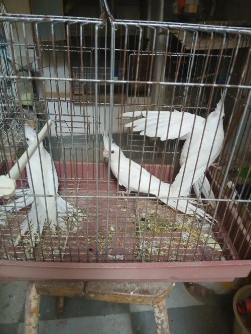 Des oiseaux 
