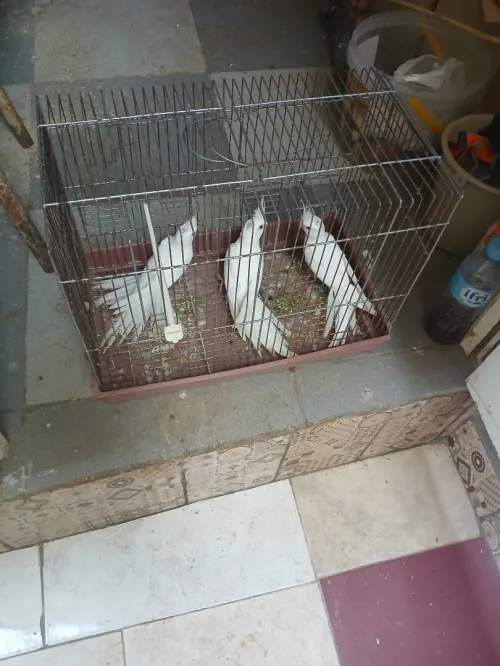 Des oiseaux 