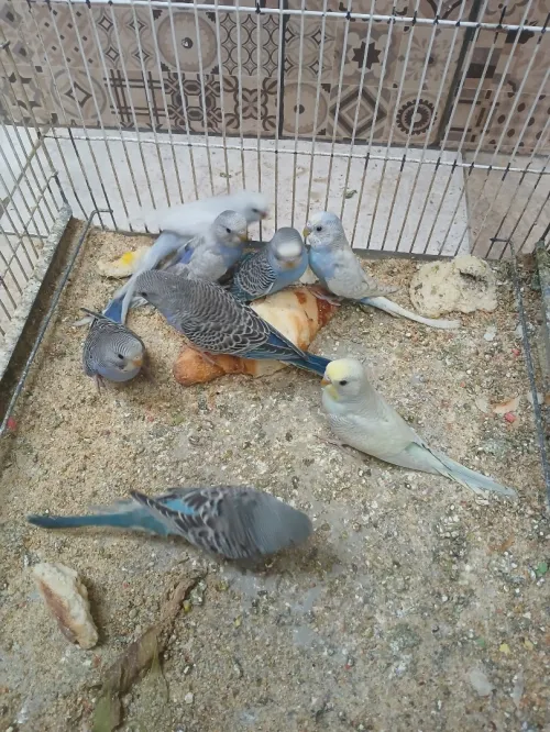 Des oiseaux 