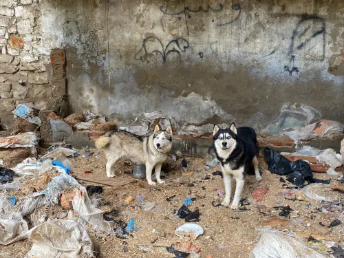 Husky 