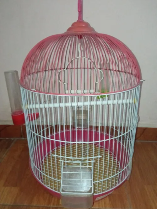 Cage oiseaux 