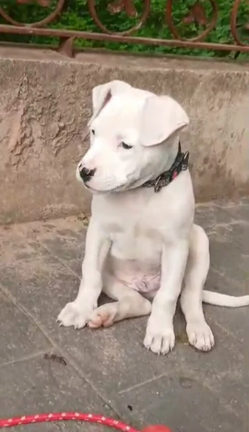 Chiot dog argentin mal