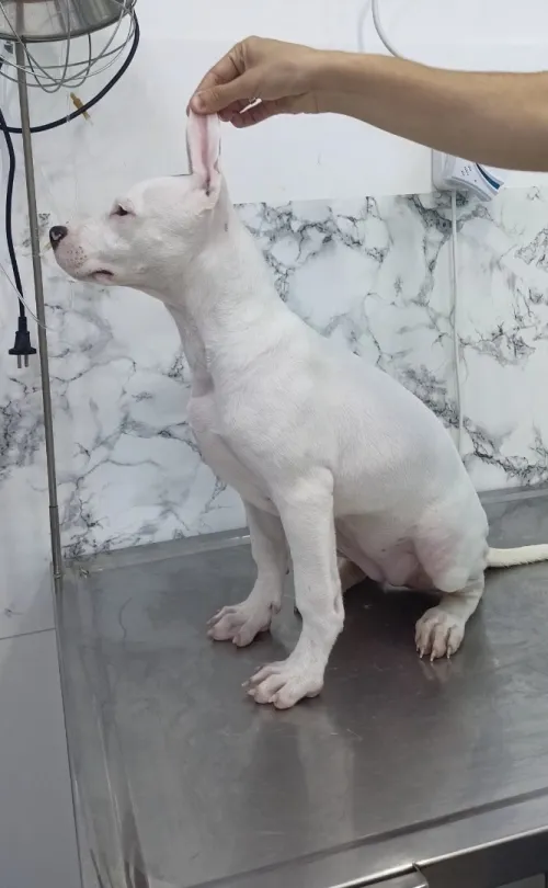 Femelle dog argentin 