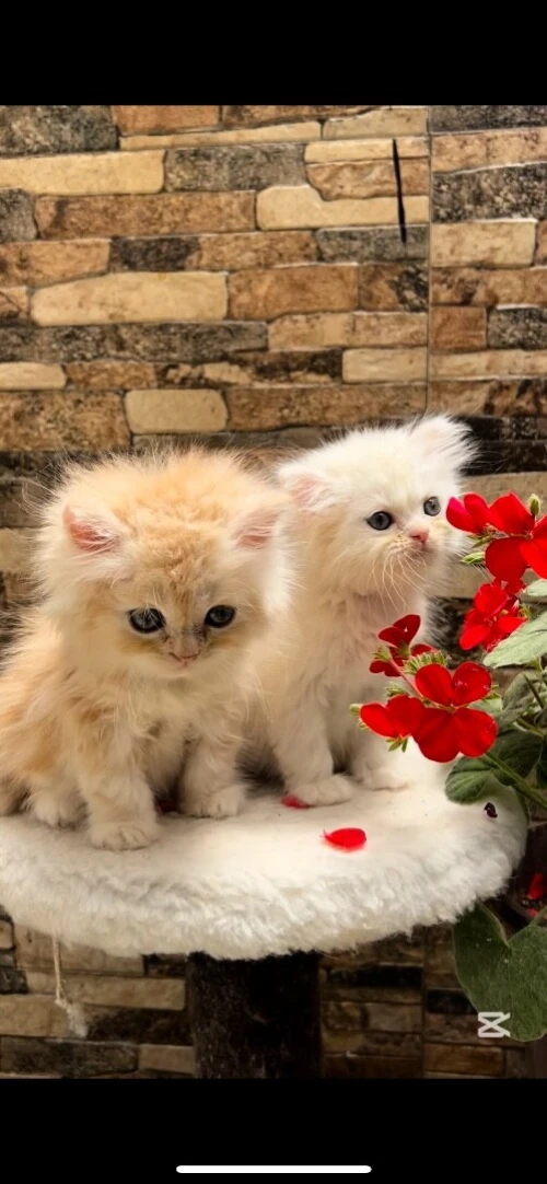 Chats persan picky face 