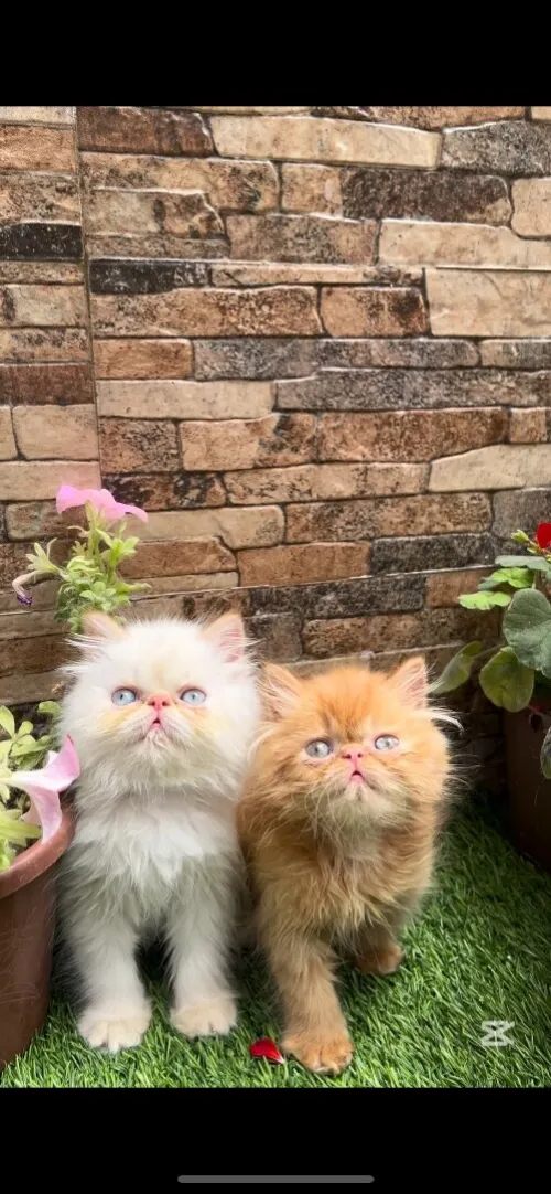 Chats persan red point picky face