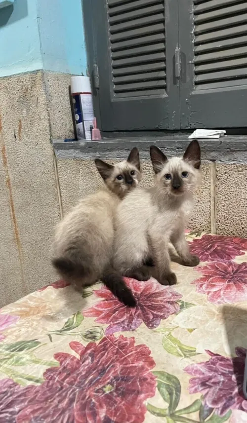 chatte  deux siamois female