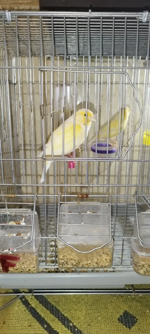 Canaris