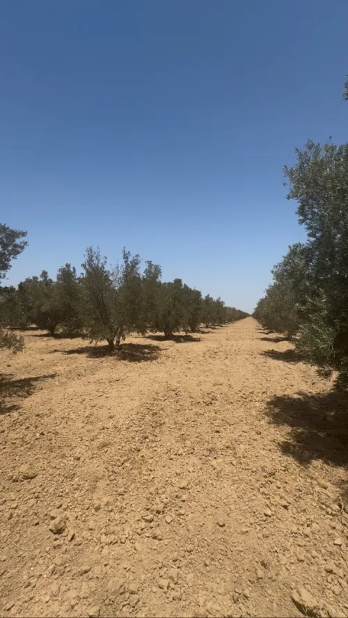 Vente Terrain Agricole Mascara Sig