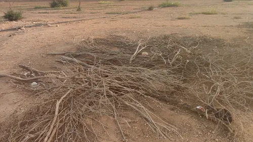 Vente Terrain Agricole Mascara Ain fras