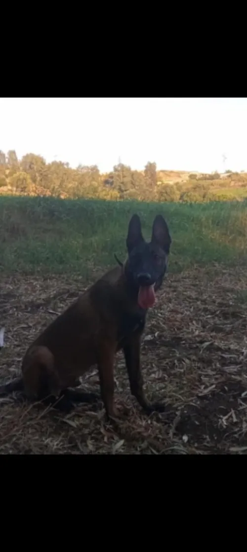 Malinois