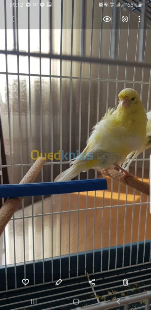 Canaris frisé femelle 2021 