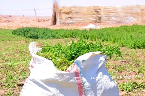 Vente Terrain Agricole El Bayadh Ghassoul