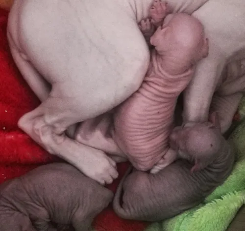 Sphynx pure race 