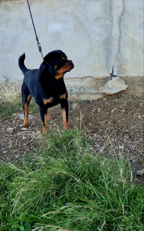 Rottweiler serbie