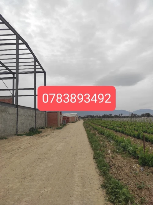 Vente Terrain Alger Tessala el merdja