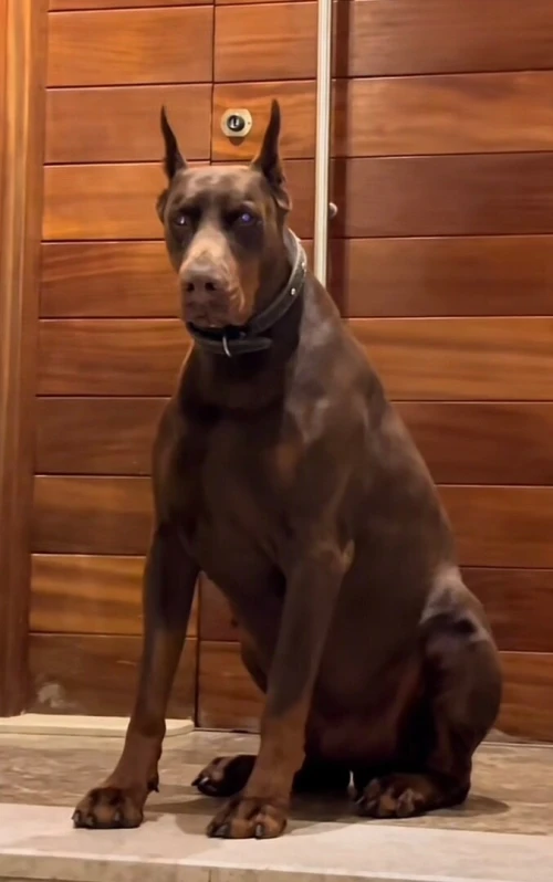 Doberman européen pedigree
