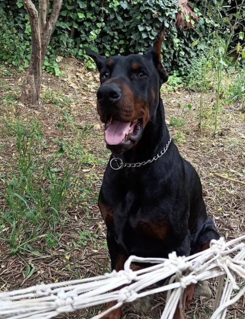 Doberman européen pedigree