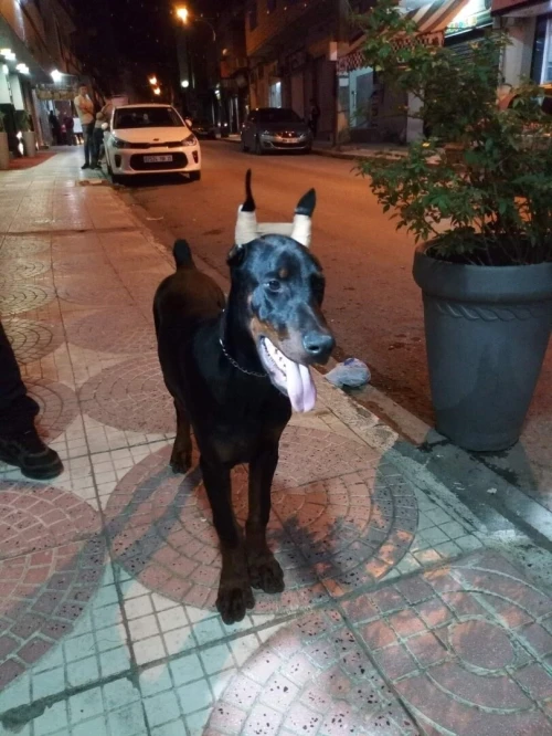 Doberman européen pedigree