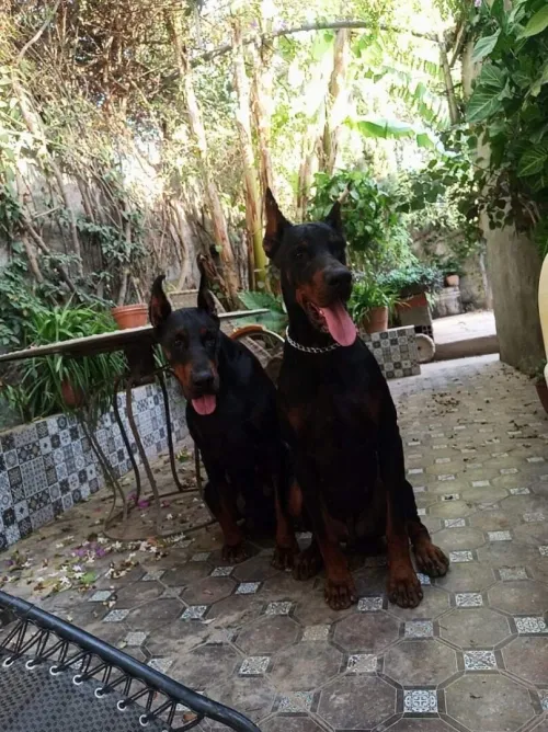 Doberman européen pedigree