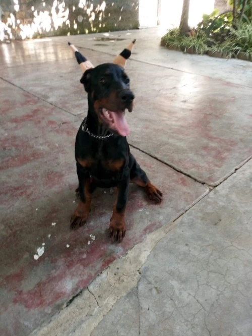 Doberman européen pedigree