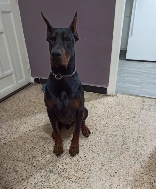 Doberman européen pedigree
