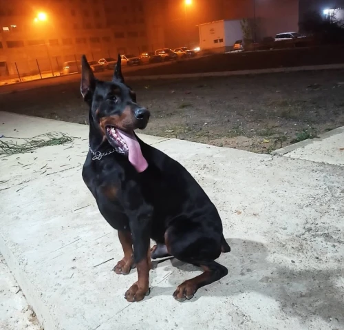 Doberman européen pedigree