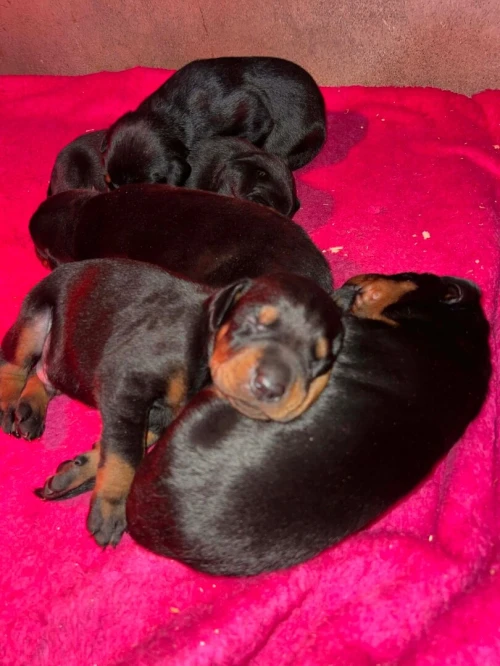 Doberman européen pedigree