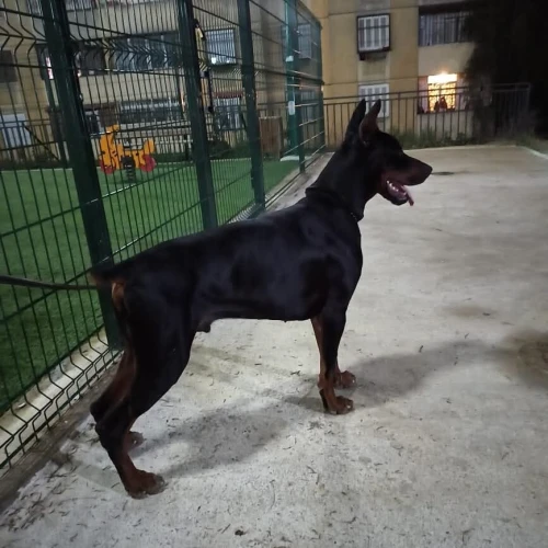 Doberman européen pedigree