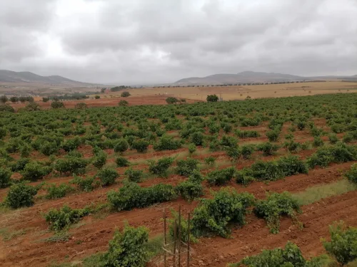 Vente Terrain Agricole Ain temouchent Terga