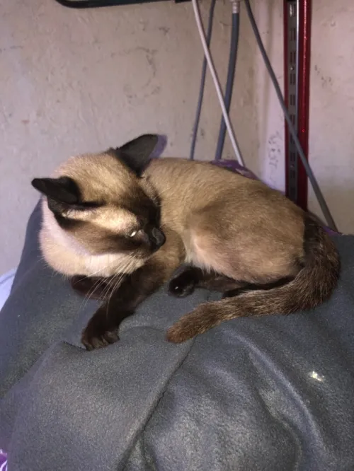 Chatte 