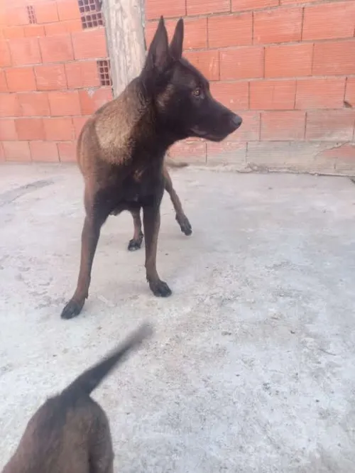 Couple malinoi charbonier 21jour