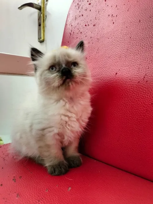 Himalayen 