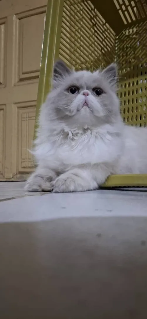 Persan peke face