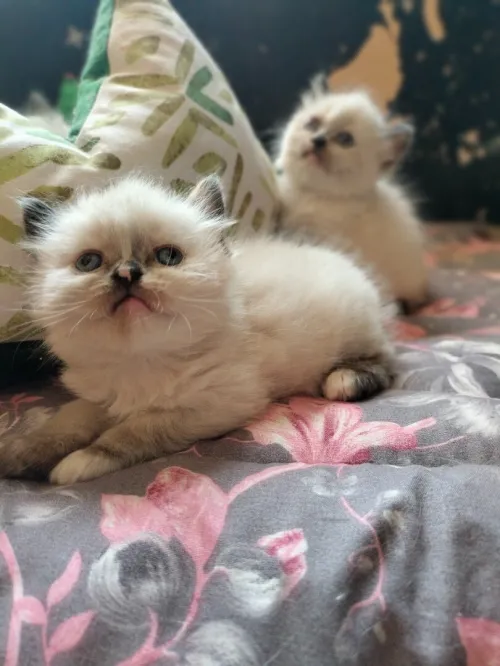 Himalayenn